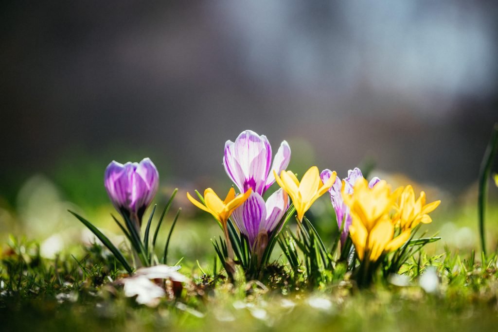 Zykluswissen Frühling